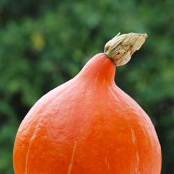 Calabaza Potimarron Uchiki Kuri